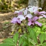 Cardamine heptaphylla Цвят