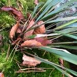 Festuca altissima Leaf