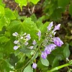 Scutellaria alabamensis ফুল