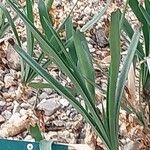 Nerine sarniensis Folha