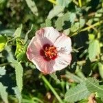 Pavonia hastata Cvijet