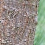 Pinus tabuliformis Bark