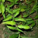 Commelina diffusa Hoja