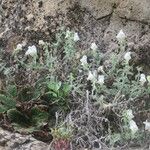 Antirrhinum molle Flor
