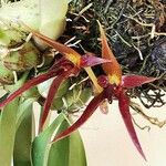 Bulbophyllum nymphopolitanum Flor