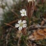 Silene sargentii 花