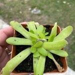 Pinguicula agnata Ліст