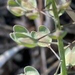 Noccaea perfoliata Fruit