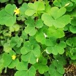 Oxalis stricta List