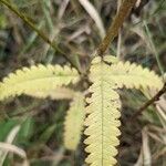 Pedicularis lanceolata Leaf