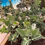 Kalanchoe beharensis Hoja