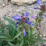 Penstemon speciosus Fiore