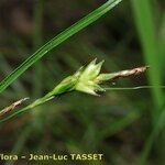 Carex distachya Kukka