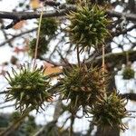 Liquidambar styraciflua Fruit