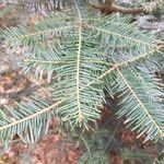 Abies grandis Leaf