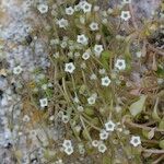 Sedum fragrans Elinympäristö