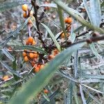 Hippophae rhamnoides Liść