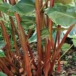 Hedychium greenii Corteza