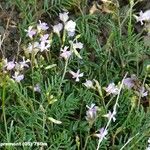 Astragalus austriacus Staniste