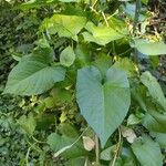 Calystegia sepiumഇല