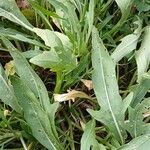 Diplotaxis tenuifolia Leaf