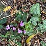 Cyclamen hederifoliumFlor