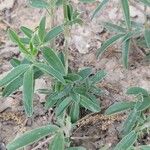 Trifolium alpestre Blatt