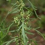Artemisia biennis 其他