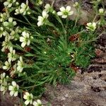 Saxifraga muscoides Libunga