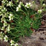 Saxifraga muscoides Habitus