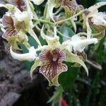 Dendrobium macrophyllum Flower