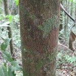 Pouteria melanopoda Corteza