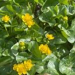 Caltha palustris Flower