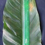 Philodendron jodavisianum Leaf