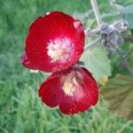 Phymosia umbellata Flower