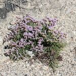 Limonium tuberculatum Hábito