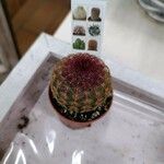 Echinocereus rigidissimus Folha