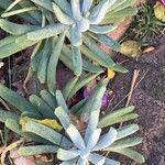 Dudleya edulis Yaprak