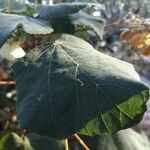 Dombeya burgessiae Blad