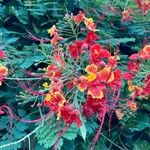 Caesalpinia pulcherrimaBlüte