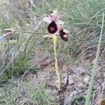 Ophrys × flavicans Flower