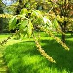 Acer cissifolium Květ