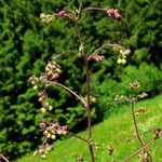 Thalictrum delavayi Кветка