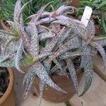 Aloe rauhii Лист