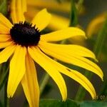 Rudbeckia fulgida Квітка