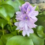 Eichhornia crassipes Blüte