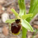 Ophrys aranifera 花