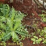 Sonchus ustulatus Habit