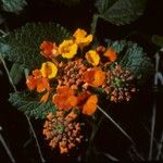 Lantana horrida Flor