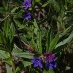 Aegonychon purpurocaeruleum 花